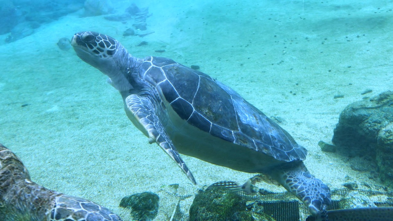八景島シーパラダイス