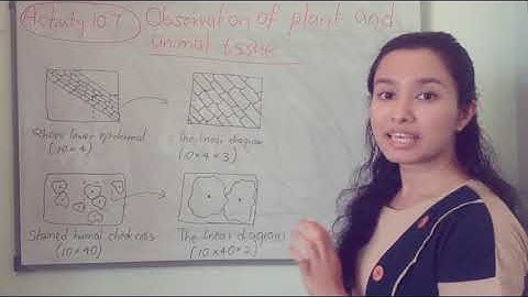 Grade 07 Science - The Correct Use of The Microscope