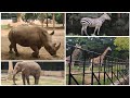 A day at mysore zoozoo parkbest of tourist place in karnatakashri chamarajendra zoological garden