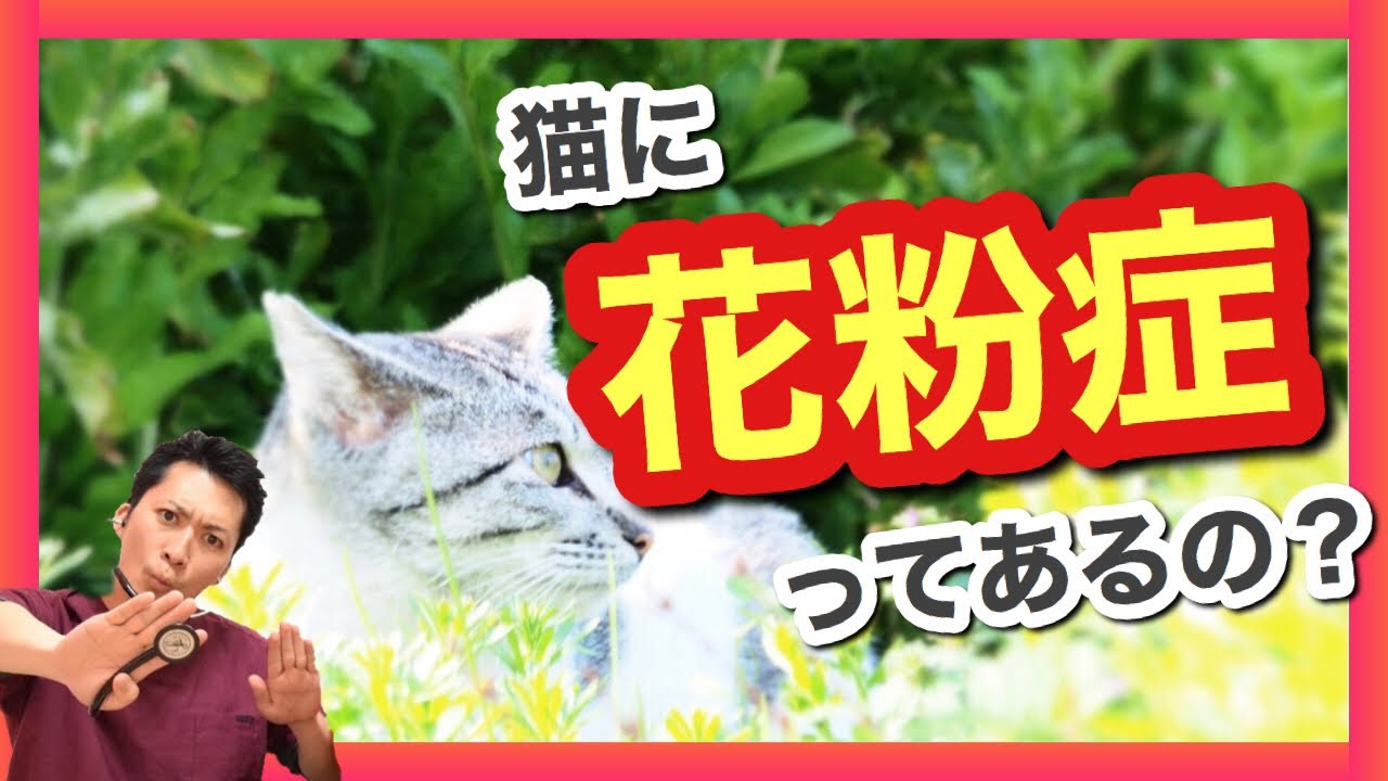 猫も花粉症になる?】症状と判断の仕方・対策や病院・薬はどうしたら