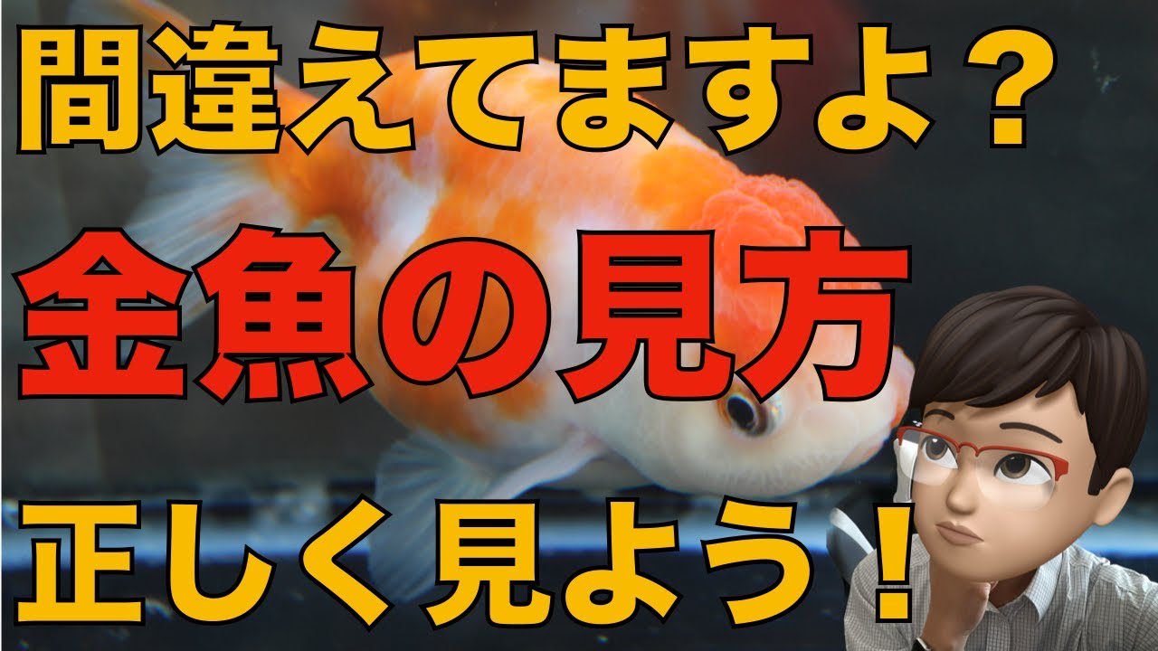 Let's look at goldfish correctly! We'll explain how to view