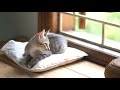 Vlog 01 abandoned cats  dinlife