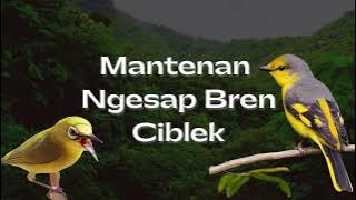 Masteran Pleci Nembak Mantenan Sambung Bren Ciblek - Nembak Mewah Mudah Ditiru