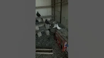 هذا حلالي 