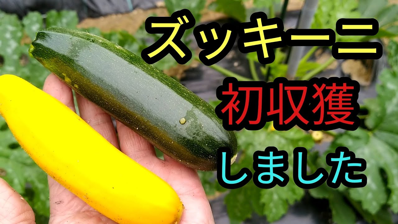 家庭菜園 ズッキーニを2本 今年初収穫しました Youtube