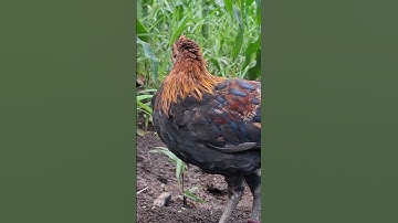 gà rừng tơ để tặng cho ae đây nhé nhanh tay để nhận gà nhé.me nyuam lau qaib dib