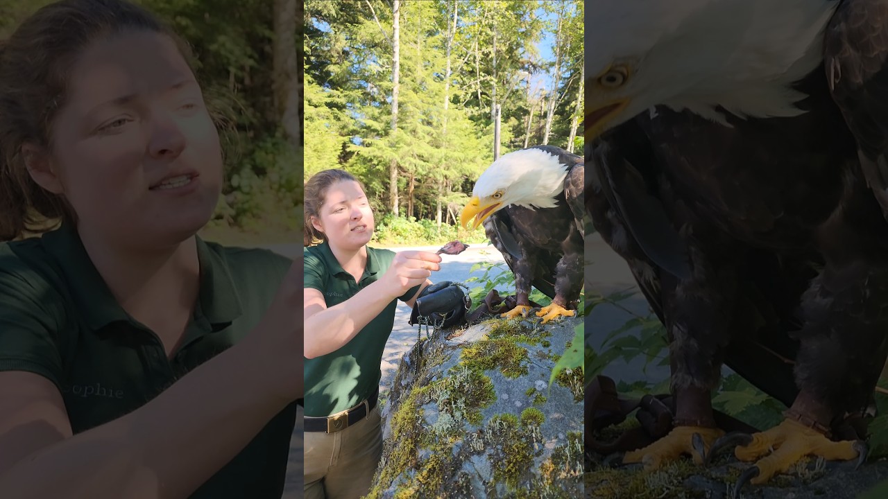 What’s on the menu for a Bald Eagle? 🍽️  