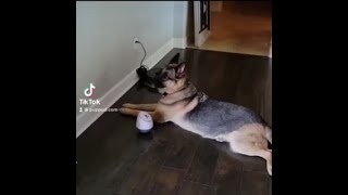 Brienne playing level 3 of PupPod - Dog Enrichment Games