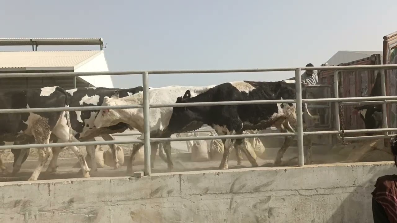 Interlope Dairy Farm ||Animal Import || Modern Dairy in Pakistan || ProFarm Pakistan