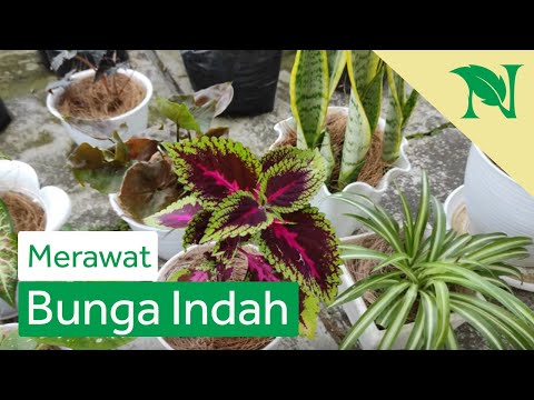 Video: Cara Membuat Bunga Menjadi Subur