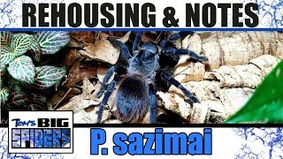 P. sazimai 'Brazilian Blue' Rehouse and Notes