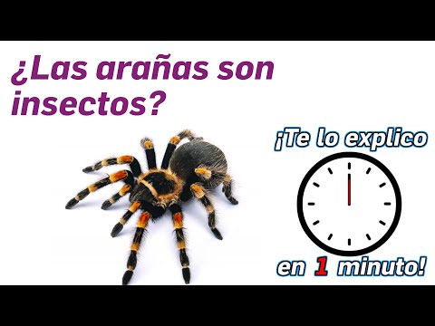 Video: ¿Las arañas son insectos o arácnidos?