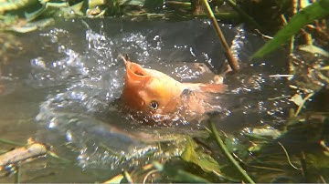 FISHING . HÔM NAY CÁ CHÉP , CÁ TRA CŨNG VÀO ĂN LUÔN RỒI ĐÃ QUÁ