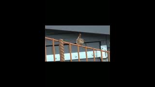 Suara Burung Ciblek Alas .#shorts