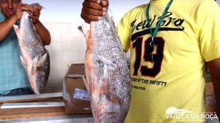 Várzea Da Roça - Distribuição De Peixe E Arroz