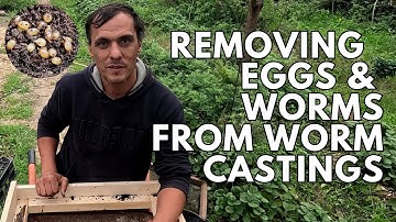 Compostwormen: Hoe eieren, mest en wormen te scheiden
