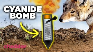 The U.S. Campaign To Bomb Wildlife With Cyanide - Cheddar Explains