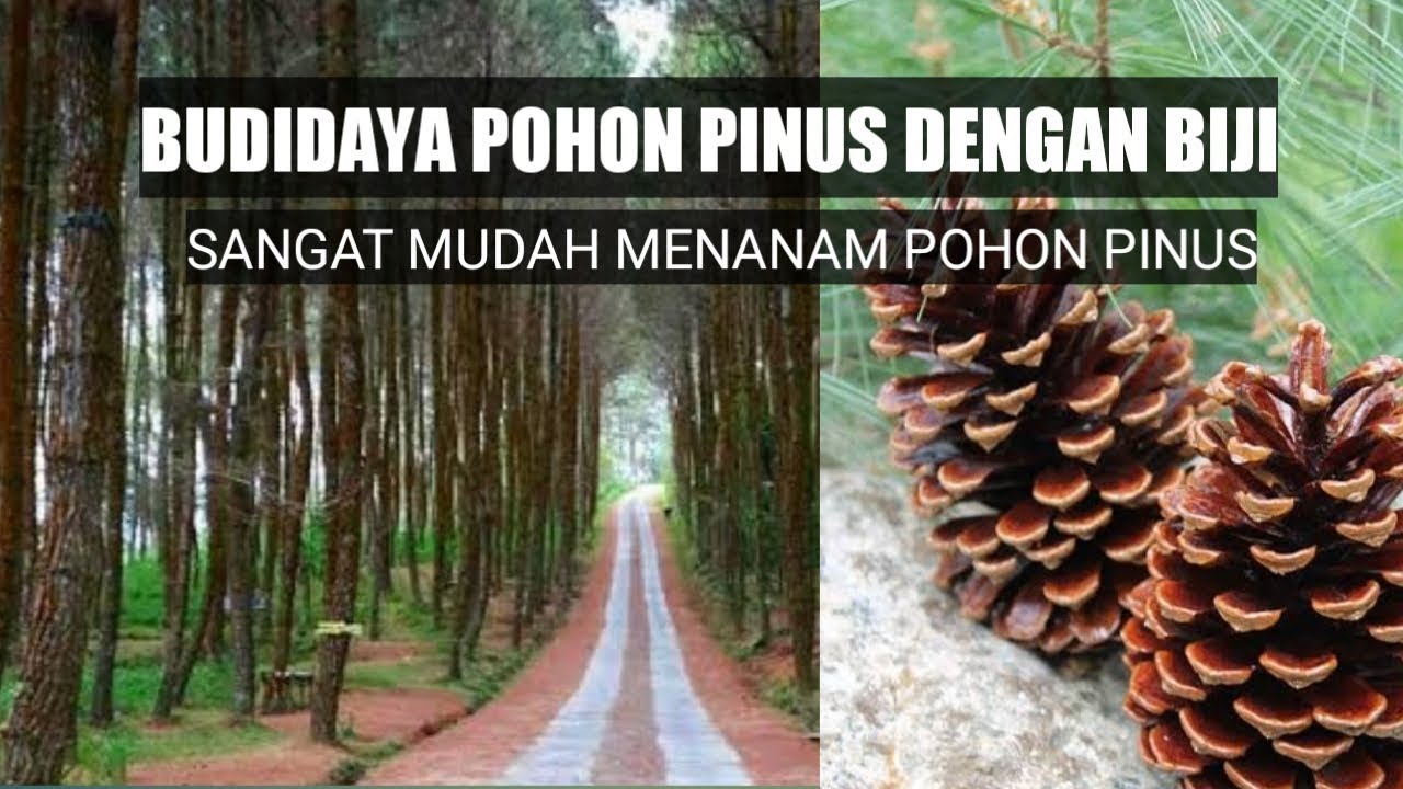 BUDIDAYA POHON  PINUS  DENGAN BIJI BERBURU BUAH PINUS  UNTUK 