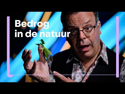 Video: Het bedrog meervoud?