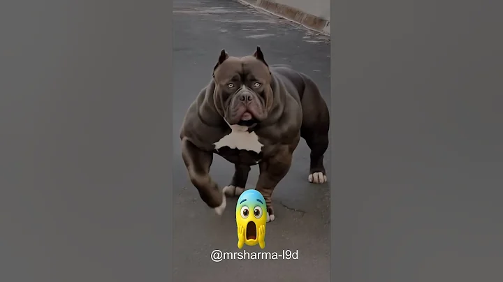 pitbull dog power ☠️☠️ #shorts #pitbull #dog #bulldogs #trolledit