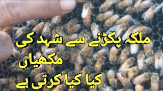 Shehad Ki Makkhi Say Malika Pakadne Se Kya Hota Pure Honey Honey Bee Hafiz Dastagir 