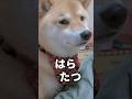 ふてくされる柴犬＆都合のいいコーギー