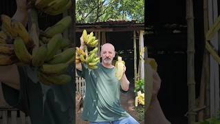 BEST BANANAS I EVER EATEN WAS IN ANTIPOLO CITY PHILIPPINES shorts foodshorts mygarden bananana