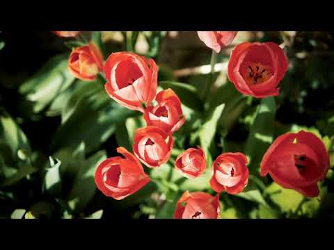 spring music, relaxing music #springmusic #relaxation #music #relaxingmusic