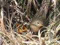 Grasshopper warbler nest