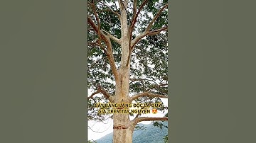 CÂY BẰNG LĂNG ĐỘC LẠ QUÝ HIẾM TRÊN TÂY NGUYÊN HÙNG VĨ ĐẮK LẮK.