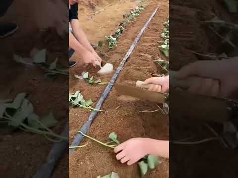 Video: Cotton Root Root Of Sweet Potatoes: Recognizing Sweet Potato Phymatotrichum Root Root