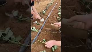 Planting Sweet Potatoes This Way  For  High Yield On The Farm #short #satisfying