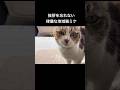 いぬ語と日本語であいさつする猫。#地域猫#ミケ