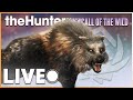 Let's Get this Great One! 600+ Kills Into the WOLF GRIND!| theHunter Call of the Wild