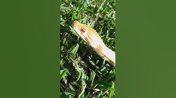 Burmese python handling tips and tricks.