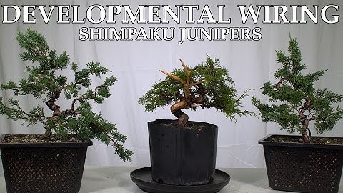 How Developmental Wiring Can Benefit Your Bonsai | Shimpaku Juniper