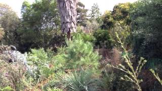 Celebrity Creating a Permaculture Food Forest - 2 Year Old Food Forest - Growing Fruit Trees - Tipuana Farm Net Worth