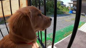 犬の鳴き声 Youtube 犬の鳴き声 Youtube