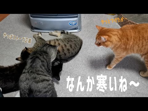 ねこ@ OFT (OFTバーゲン~9/18) [大型 猫トイレ TALL WALL BOX - L(本体