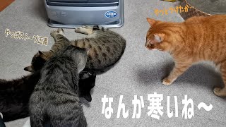 4猫暮らし478】 春の嵐の寒い猫 - YouTube