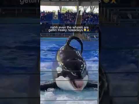 Freaky Ahh Whale