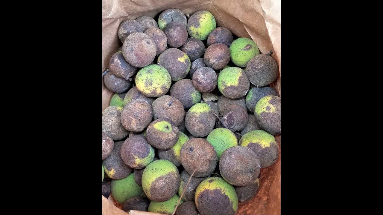 Natural Dyes Black Walnut How To Make & Use It YouTube