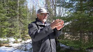 Identifying Black Spruce Trees