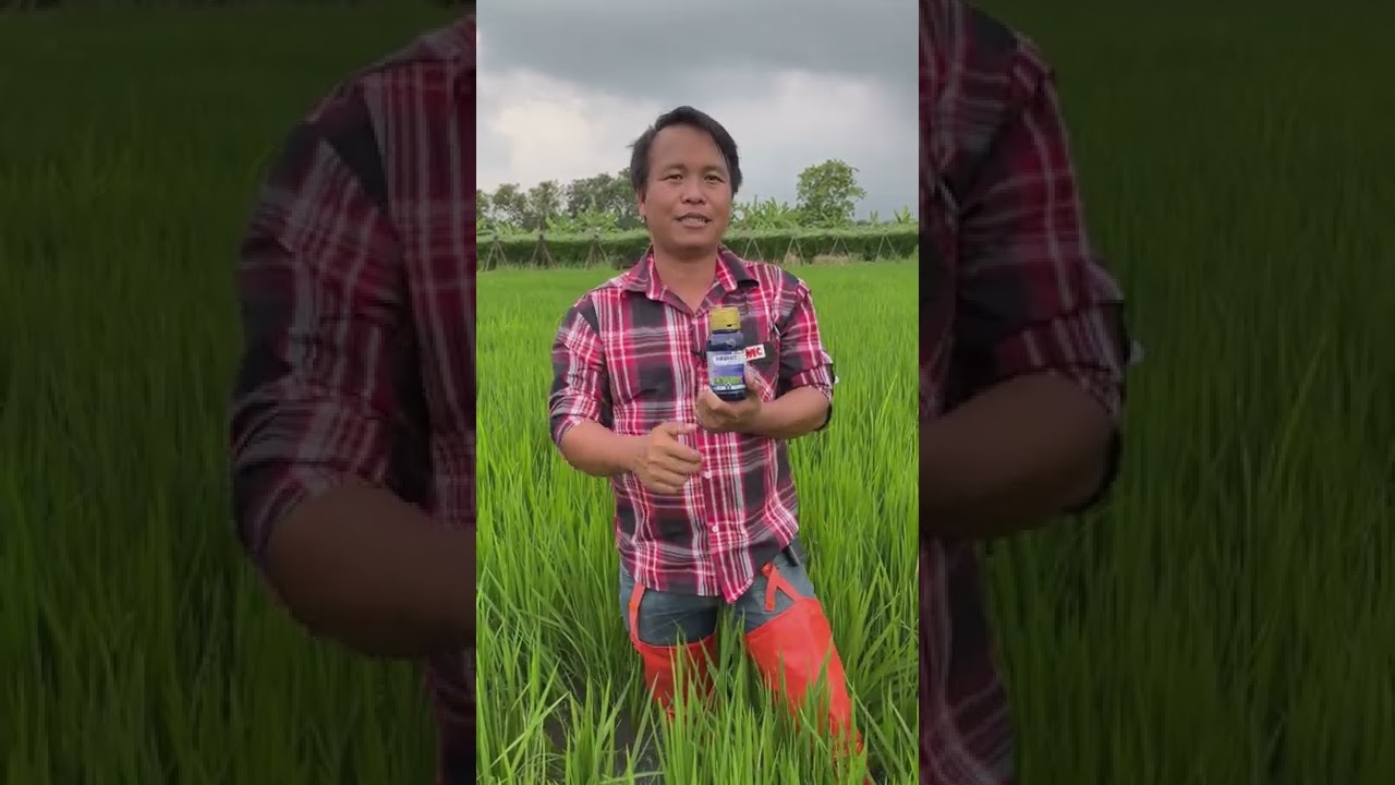 🌾 มั่นใจใช้แอมเมท ปราศจากหนอนห่อใบข้าว 🌾