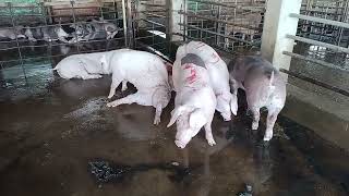 🐷 Amazing Pigs at the Farm  Big & Healthy Pigs