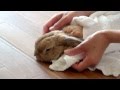 ホットタオルで、うさぎの体拭き (うさぎのチャップ)