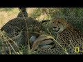 Animal Survival in the Okavango (Full Episode) | The Flood | Nat Geo Animals