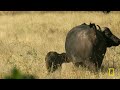 Animal Survival in the Okavango (Full Episode) | The Flood | Nat Geo Animals
