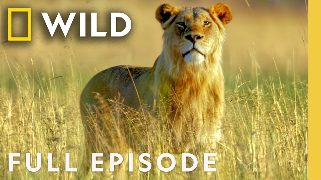 Animal Survival in the Okavango: The Flood — Nat Geo Animals