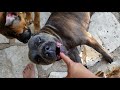Disciplining our dogs for getting too aggressive during play Disciplining our dogs for getting too aggressive during play